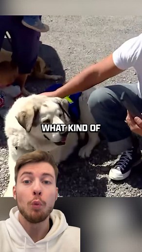 I can’t believe Buford came through for the kid 🥹 #dogsaveslives #dognews #petnews | Embrace Pet Insurance