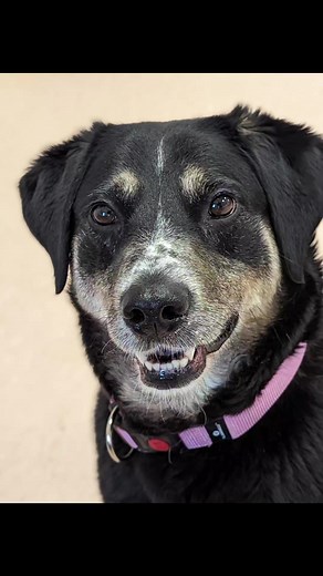 5.8K views · 55 reactions | 5 year old Lab x Collie mix Millie is...