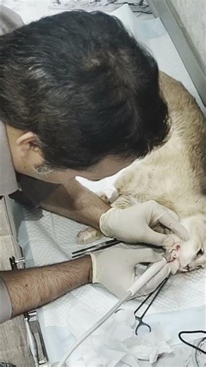 Dental scaling is a professional procedure used to remove plaque, calculus from tooth surfaces.