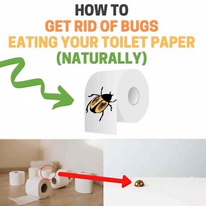 What Bugs Are Eating My Toilet Paper? (How to Get Rid of Paper Eating Bugs) | BugWiz
