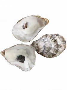 Large Cupped Oyster Shells 5-6” (35-40) | Clean Bulk for Decoupage, Painting, Wedding Centerpiece - Etsy