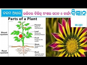 Science: Chapter-9, Udbhidara Bibhinna Anshara Gathana O karjya (Class 6/VI : Odia Medium)