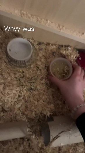 Hamster Burrowing Habits Explained