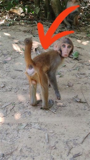 Tiny Temper Tantrum! 😂 Why This Cute Baby Monkey Lost His Cool Suddenly!