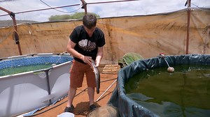 This week on the AGRIC SHOW, Tuesdays at 7:30pm The team travelled to Kumakwane at Agri-Serv Pty Ltd - Kolobeng Seedlings to learn about the innovation behind Aquaponics In case you missed last week's episode, click on the link below👇👇 https://youtu.be/poyWdWpgKM4?si=LI8OlGFn1CswxoPf #agricmeetstechnology #ytvbotswana #ytvwhereentertainmentlives | YTV Botswana