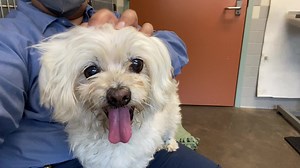 2.5K views · 245 reactions | ❥★❥RESCUED❥★❥ – Per OPCA’s confirmation...