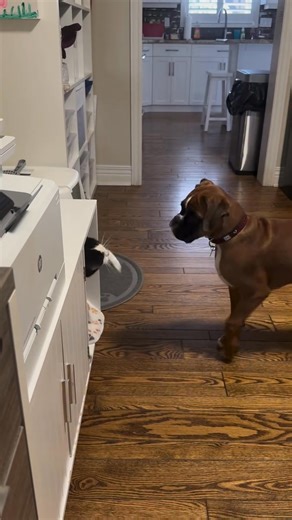 Meet our beautiful Boxer babies each one is a bundle of love waiting...