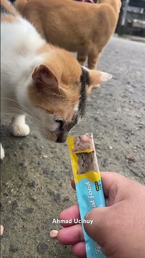 These two cats are fighting over food because they are very hungry #catshorts #cat #sad