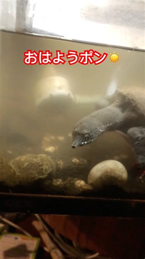 すっぽん【おはようポン】#すっぽん #飼育 #すっぽんのなにがし #世界すっぽん推進会 #shoot