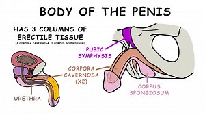 ANATOMY OF THE PENIS