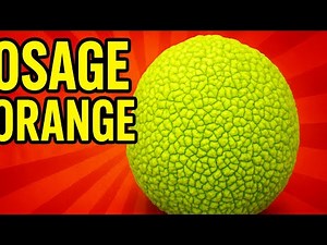 ‘’Osage Orange : Nature’s Strangest Fruit’’