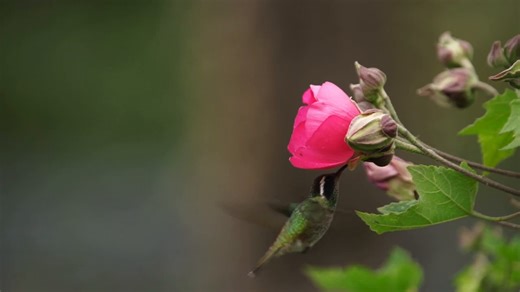 Hummingbird, Bird, Nature. Free Stock Video
