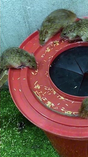 Genius mouse trap design mice can't resist #mousetrap #rattrap #shorts #mouse