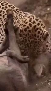 12K views · 461 reactions | A Superb Stalker The leopard stalks its...