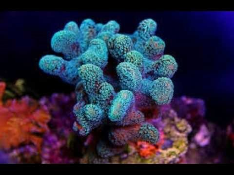 3 Mẹo Nuôi San Hô SPS Lên Màu Đẹp – Cho Người Mới