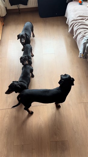 Our take on the L-O-V-E trend aka @Pooch and Mutt ‘tails of love’ campaign ❤️❤️❤️❤️ Don’t forget to use our code ❤️ POOCHPACK-8XQ1 ❤️ For 30% off everything on their site!!! Spoil your pups for valentines … you can see how much we love them!!! #lovestrucklamb #poochandmutt #poochpack #dogs #love