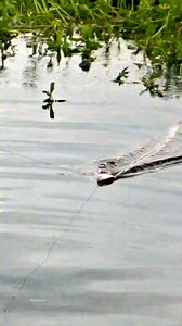 6.1M views · 62K reactions | Giant Bass Explosion  | The Fish Whisperer | Facebook