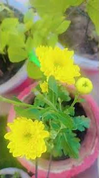 winter gardening: the best flowers plants to cultivate your garden