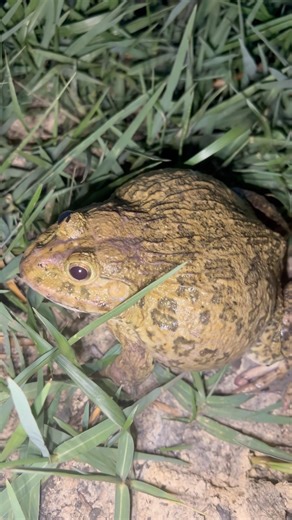 This frog is so smart that it can talk to people. #froglets #frogblog #frogfriday #frogweek