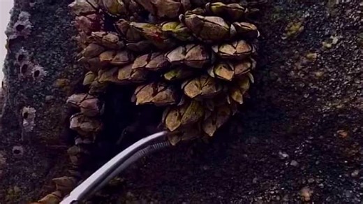 remove barnacles on stone#barnacles #barnacleremoval