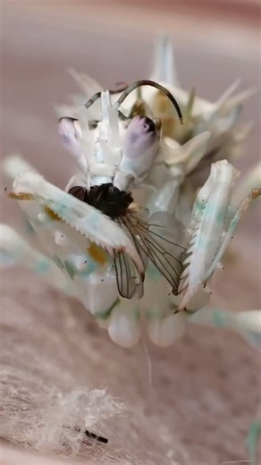 Spiny flower mantis eats a fly -timelapse-