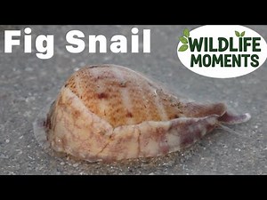 FIG SNAIL Burrowing at Changi Beach, Singapore
