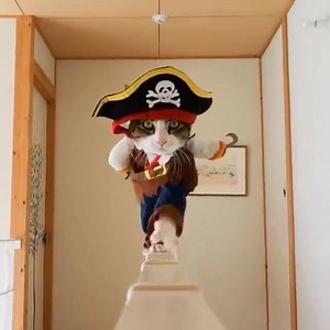 2.2M views · 18K shares | Pirate Kitty | Steampunk Tendencies | Facebook