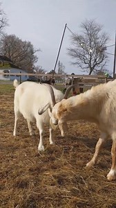 15 reactions | Go home, Evolution. You're drunk -- mating rituals in...