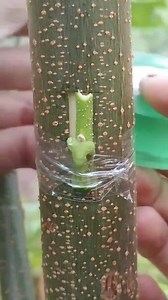 New Farmer Fruit trees can be quickly grafted... #grafted #plants #grafting #tree #graft #nature #farming #plantlovers #treesgrafting #fruittrees #plantsplantsplants #fruits #growth #graftingtechniques #fruitlover #plantlife | Plants Grafting