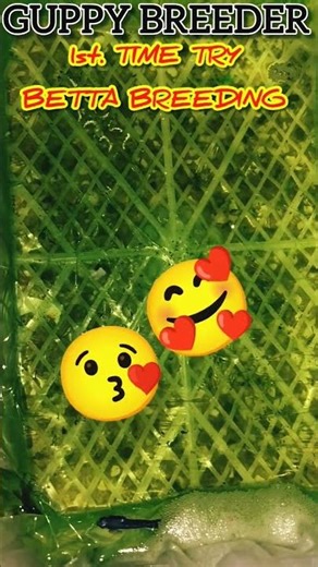 @GUPPYDELHI96 Beeta Breeding Setup|| खूबसूरत Betta Fish की Breeding 1st Time|| #bettafish
