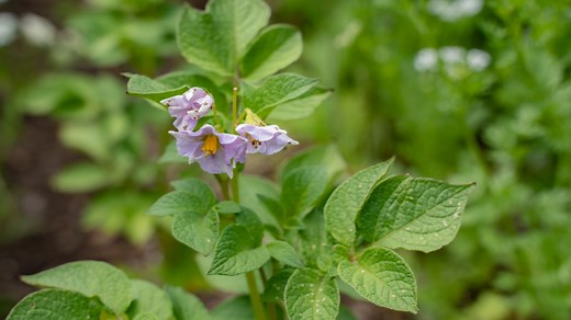 Should You Cut Off Potato Flowers or Let Them Grow? • Gardenary