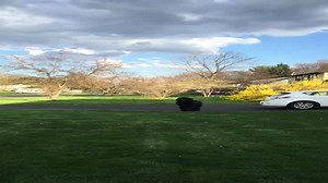 Watch This Dog Crash Into the Camera—Slow Motion Gold