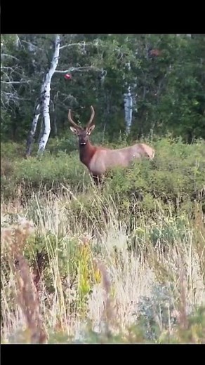 BIG Buck Down! Legendary Deer Hunt#bucks #deerseason #deerhunting