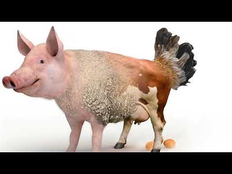 Die eierlegende Wollmilchsau - ein kleines Making-of