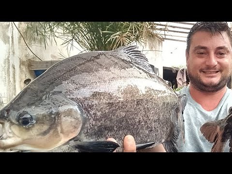 Conheça a Tambatinga: Como Criar com Sucesso!
