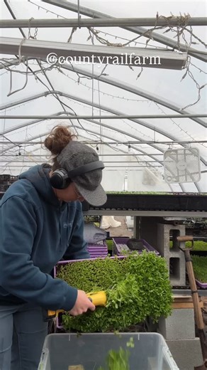 Tracy Potter-Fins on Instagram: "Happy #MicroMonday with trays full of sweet peas . ID: Tracy cuts pea shoots (which are not actually “sweet peas” because those are poisonous…)"