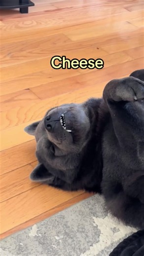 My adorable Chow Chow makes every adventure better