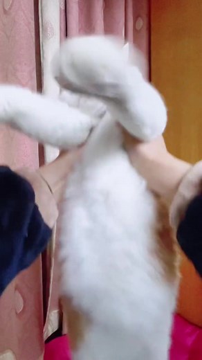 No time to explain, get on the helicopter right now ! #cat #cats #viral