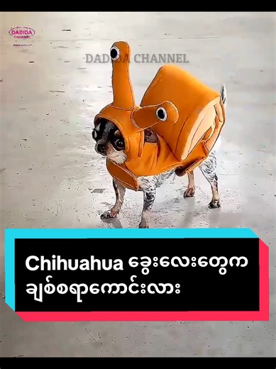 #dadidachannel #chihuahua #dog #dogs #doglover