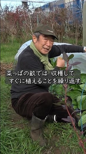 【家庭菜園】取ったら植える 菜っぱ混植栽培 おまかせ菜園フクダ流