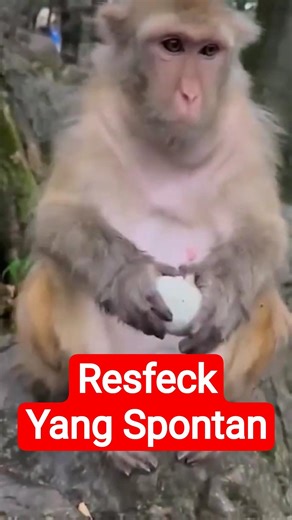 Efek telur busuk #efek #jalanyangjauhjanganlupapulang