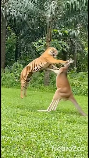 Tiger vs Giant Kangaroo Fight in the Jungle 🐅🦘🔥 | Real 4K Wild Footage