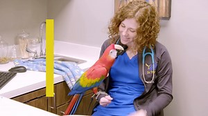 Dr. Thielen heads down to Texas to open her own practice. Dr. T, Lone Star Vet premieres October 13th at 9/8c on Nat Geo WILD! | National Geographic Animals