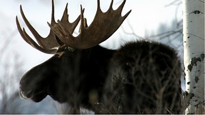 Maine moose lottery winners announced at High Peaks Festival in Farmington
