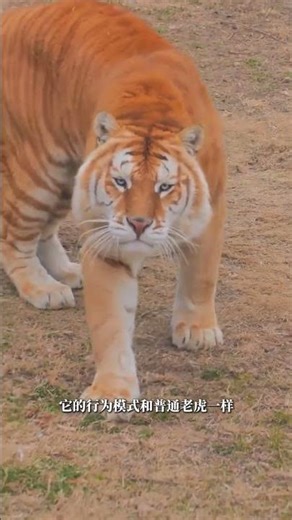 The Golden Tiger is a rather goofy-looking tiger with wide-set eyes. However, it is still a tiger...