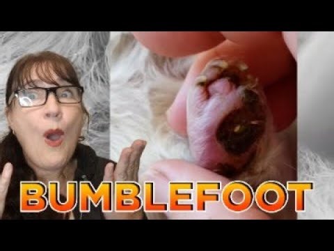 Guinea pig bumblefoot - what is the cause with Cavy Central