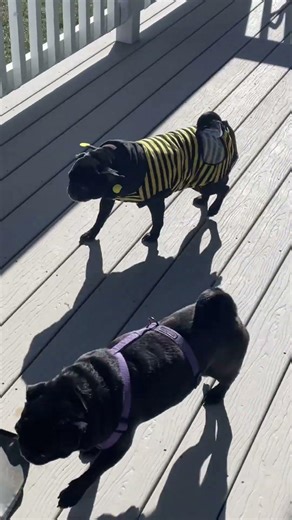 Pug's bumble bee transformation is too cute 🐝 #puppy #funny