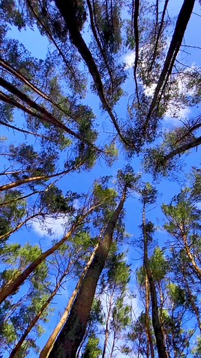 Step Out into Nature with Trippy Videos 🦄🍄🌈