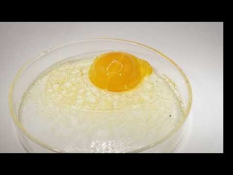"Time-Lapse: The Egg That Defied Time!"
