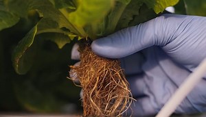 Brown Roots in Hydroponics: 7 Causes (& Solutions for Each)